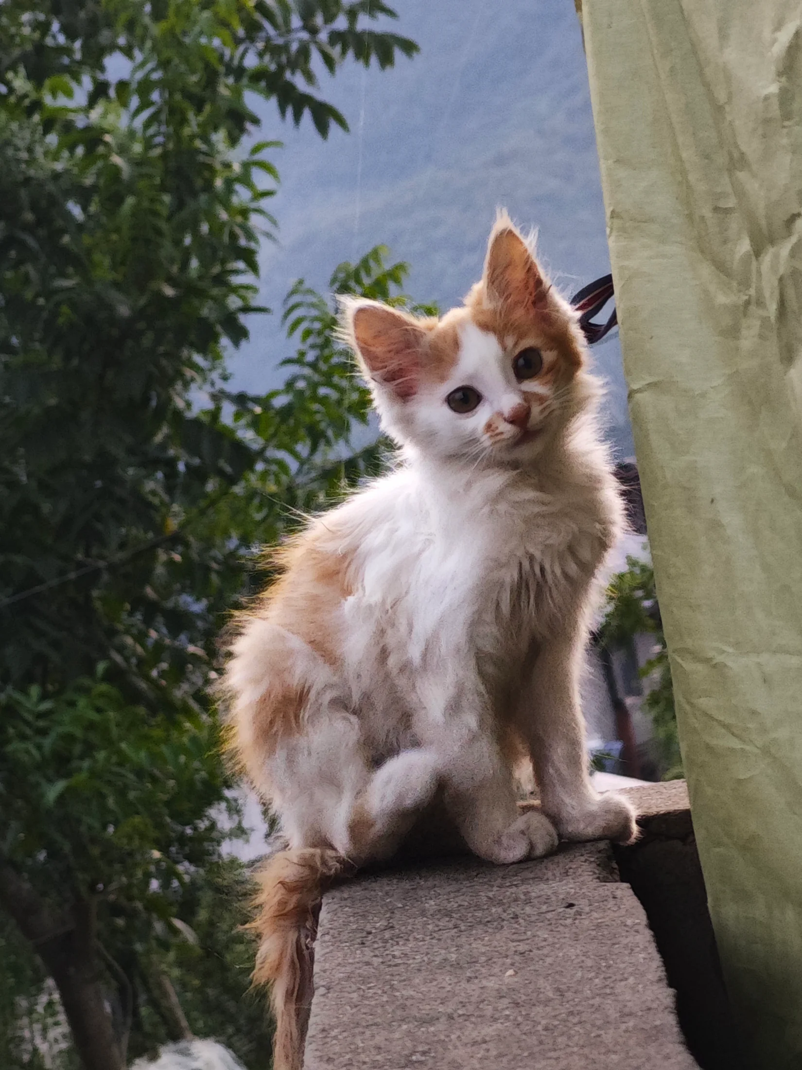 一只白棕相间的小猫蹲在墙沿上，背后是树叶与蓝天