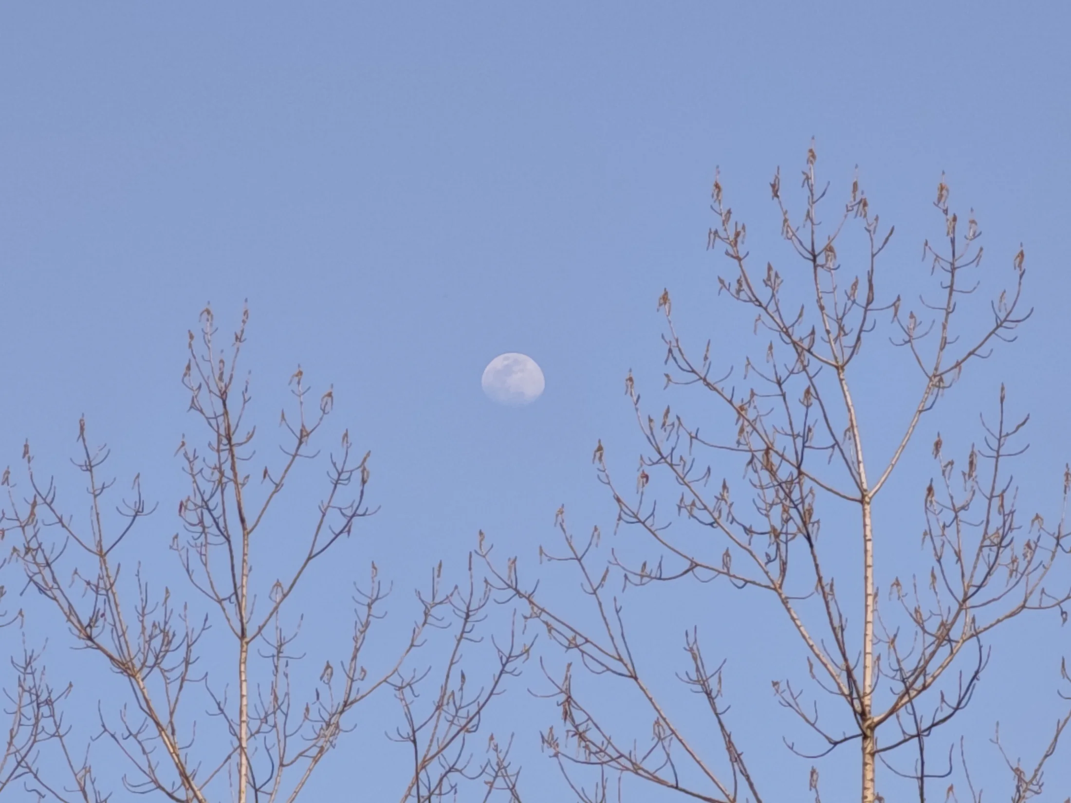 淡蓝天空中，月亮悬在两株落叶树之间
