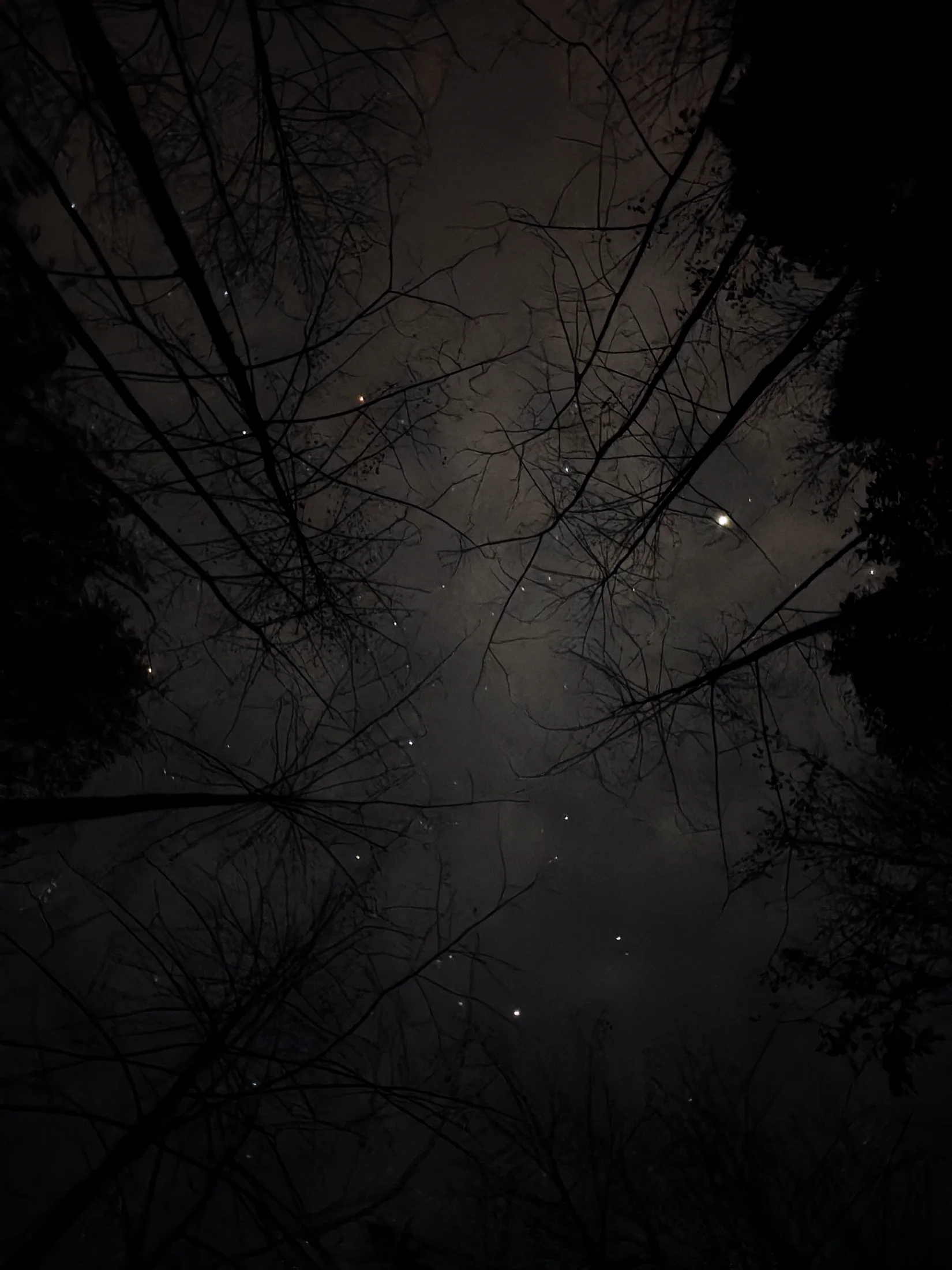 密集的黑色树枝围住有星点与薄云的夜空